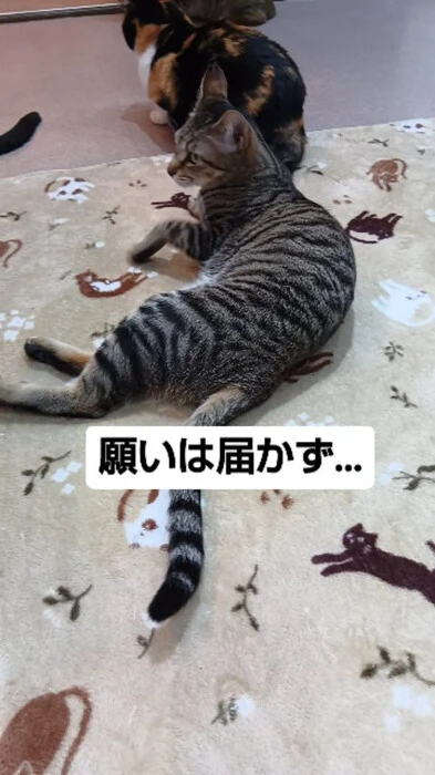 画像799