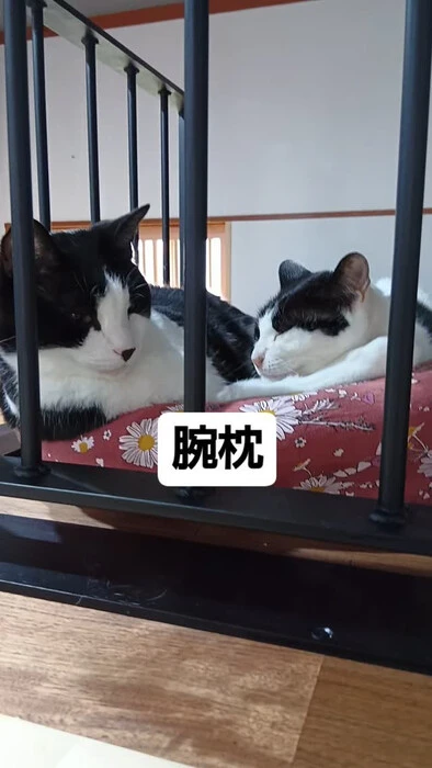 画像851