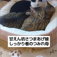 画像909
