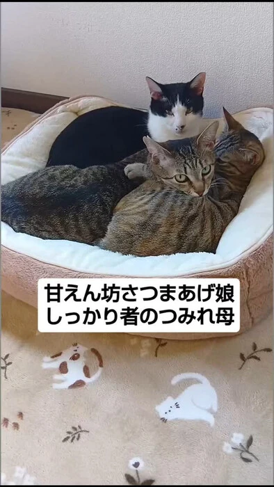 画像909