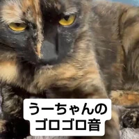 画像915