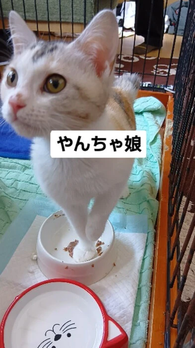 画像963