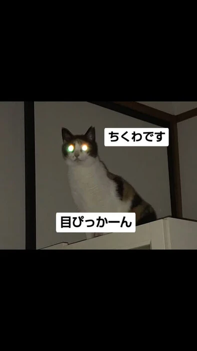 画像977