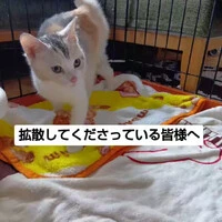 画像981