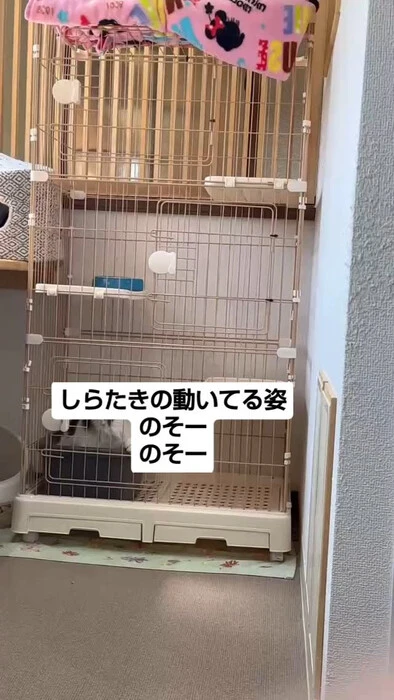 画像989