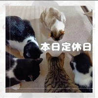 画像991