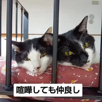 画像993