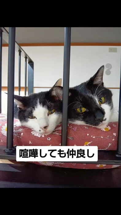 画像993