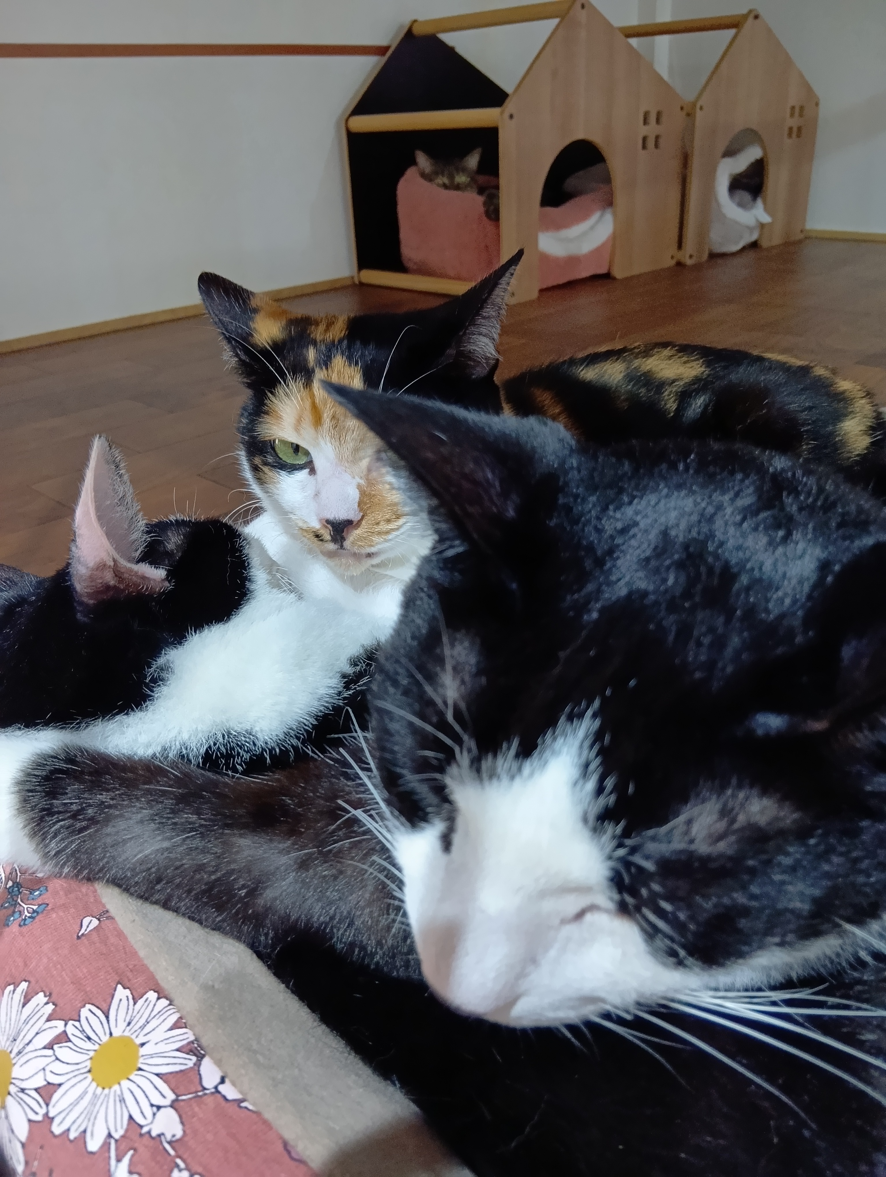 保護猫との出会いと譲渡のご案内