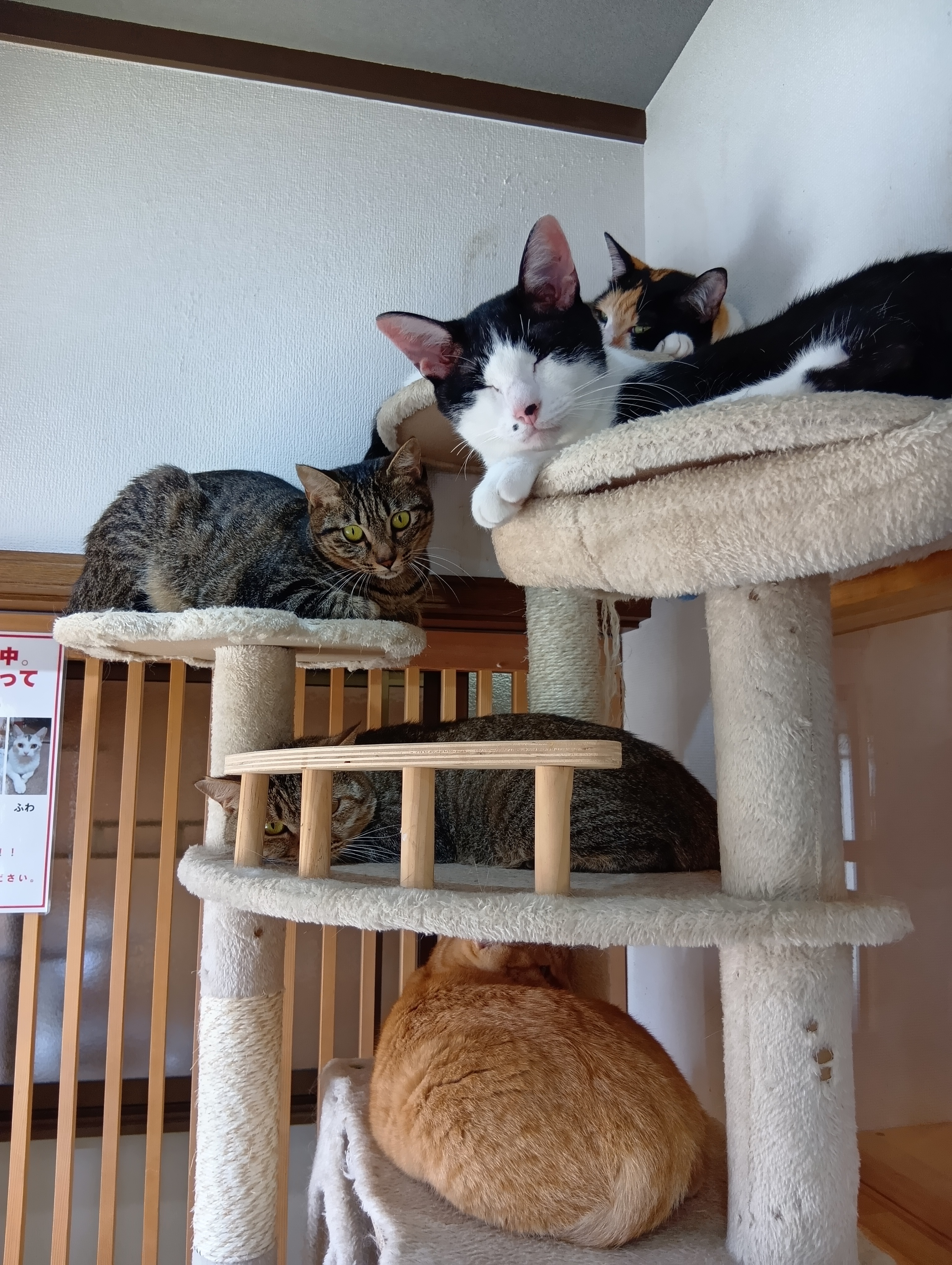 あなたの心に響く保護猫の特徴