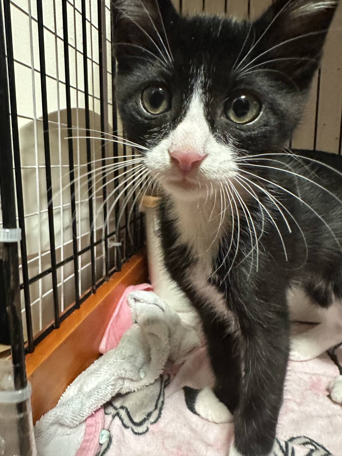 子猫の飼い方マニュアル