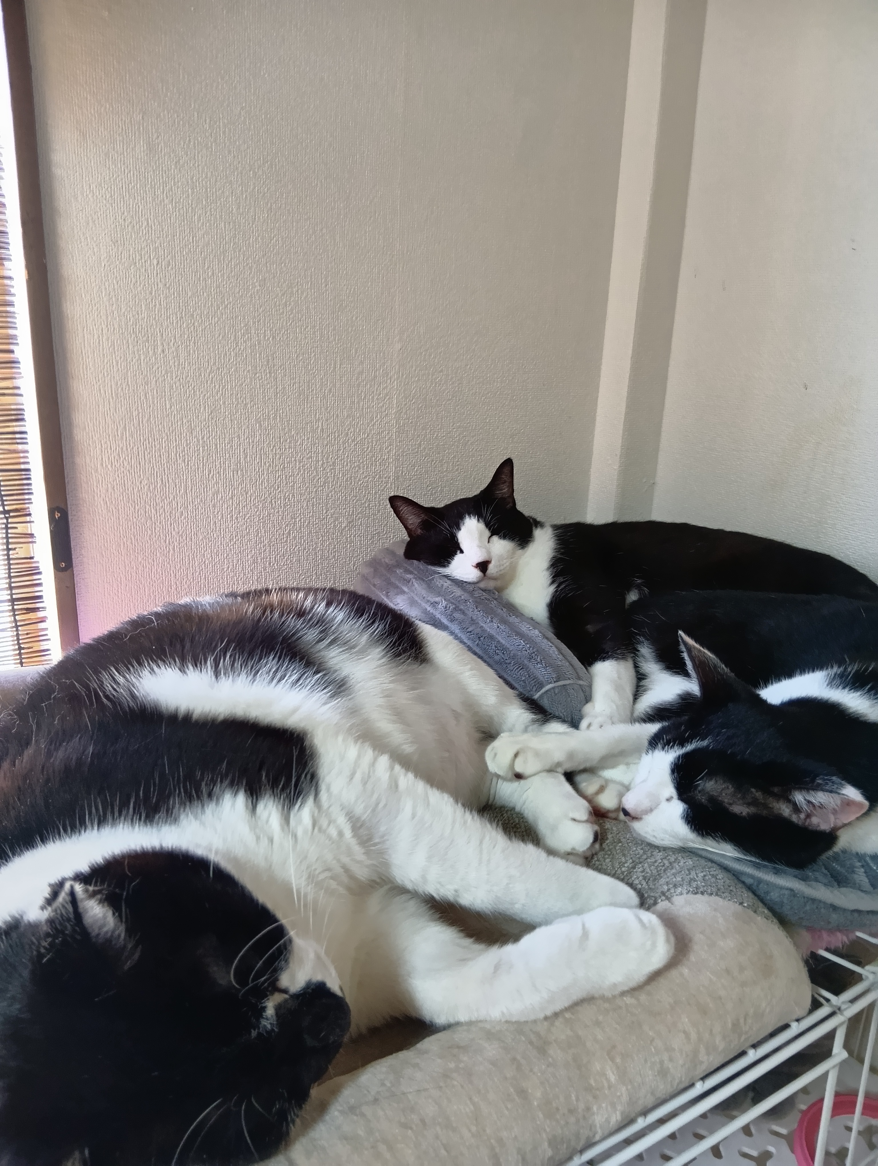 保護猫とのデート体験