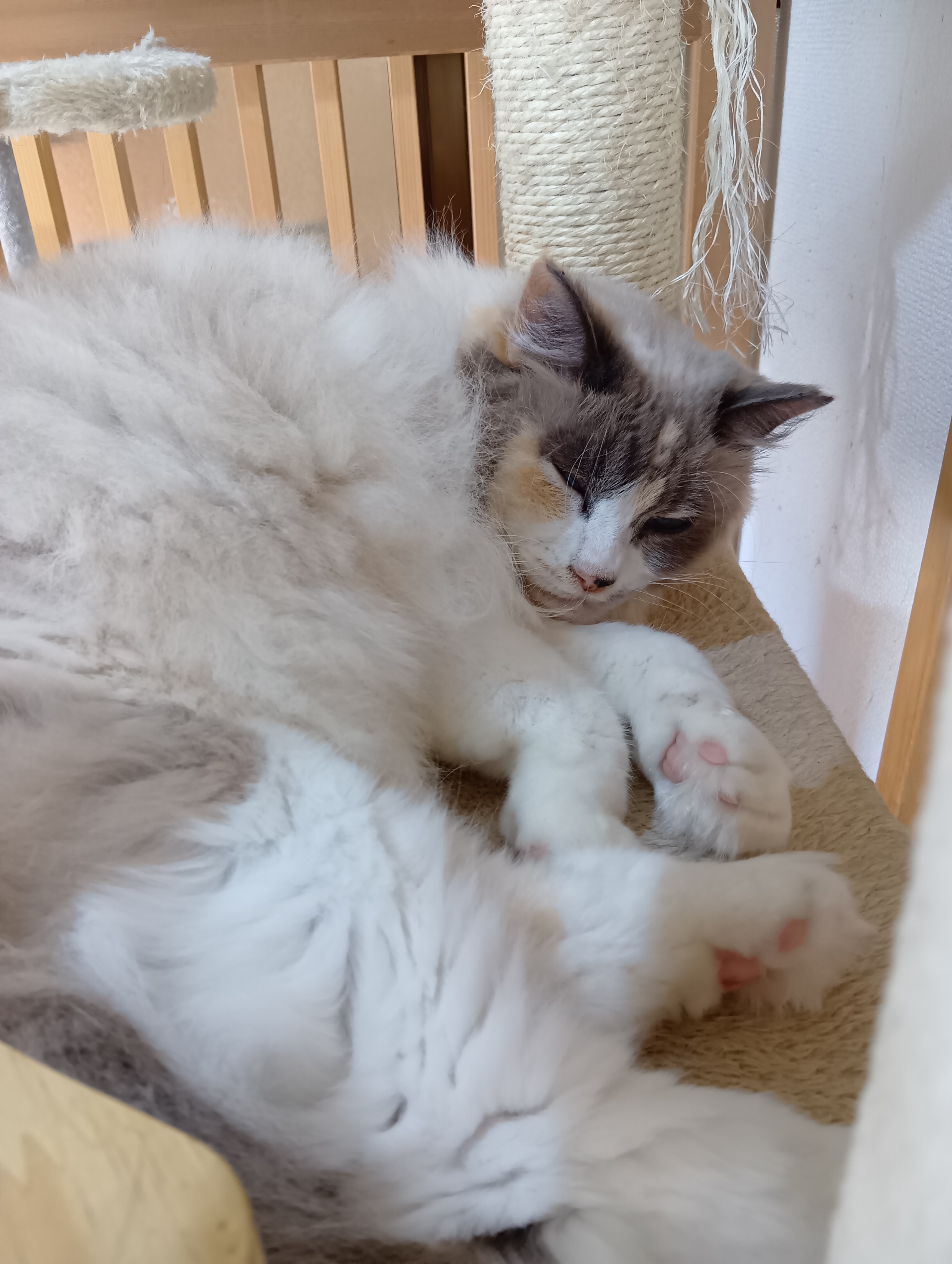 猫に優しい場所、あなたの心を癒やす保護猫たち