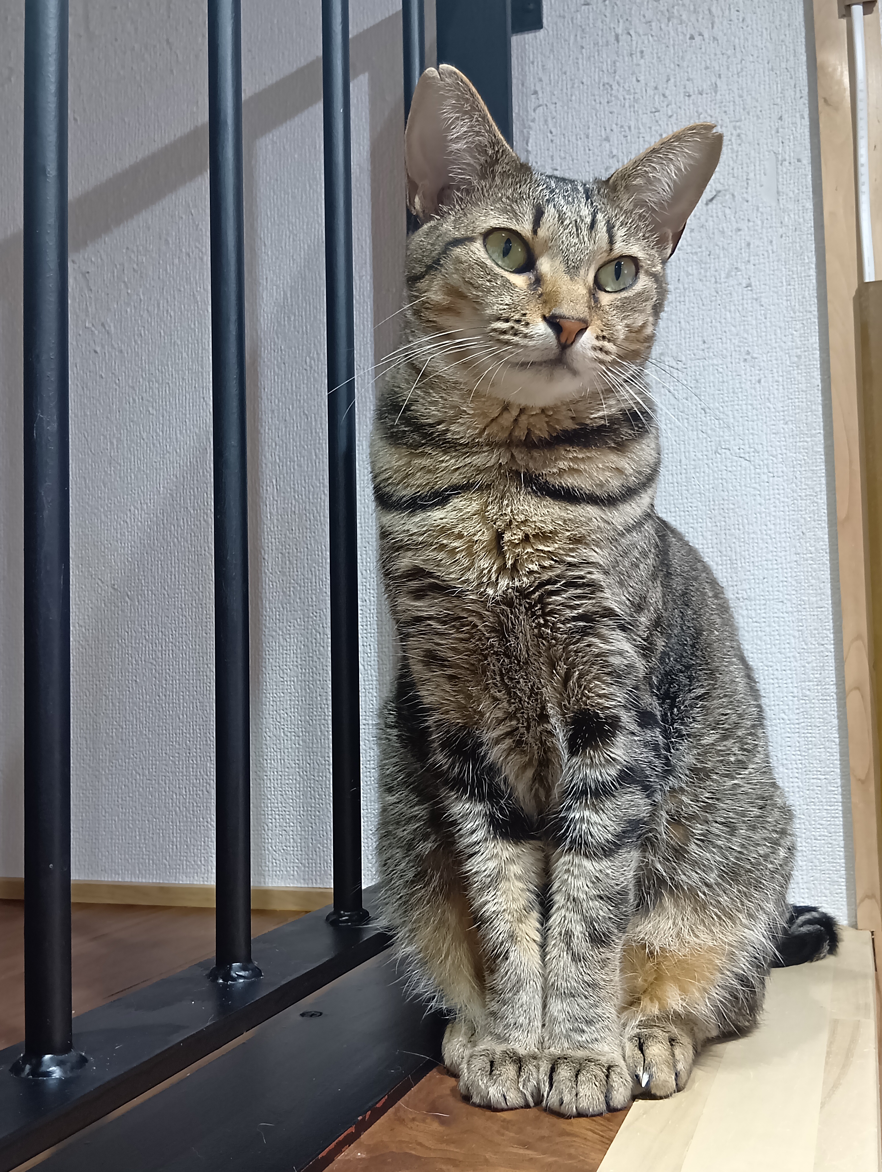保護団体とのつながり