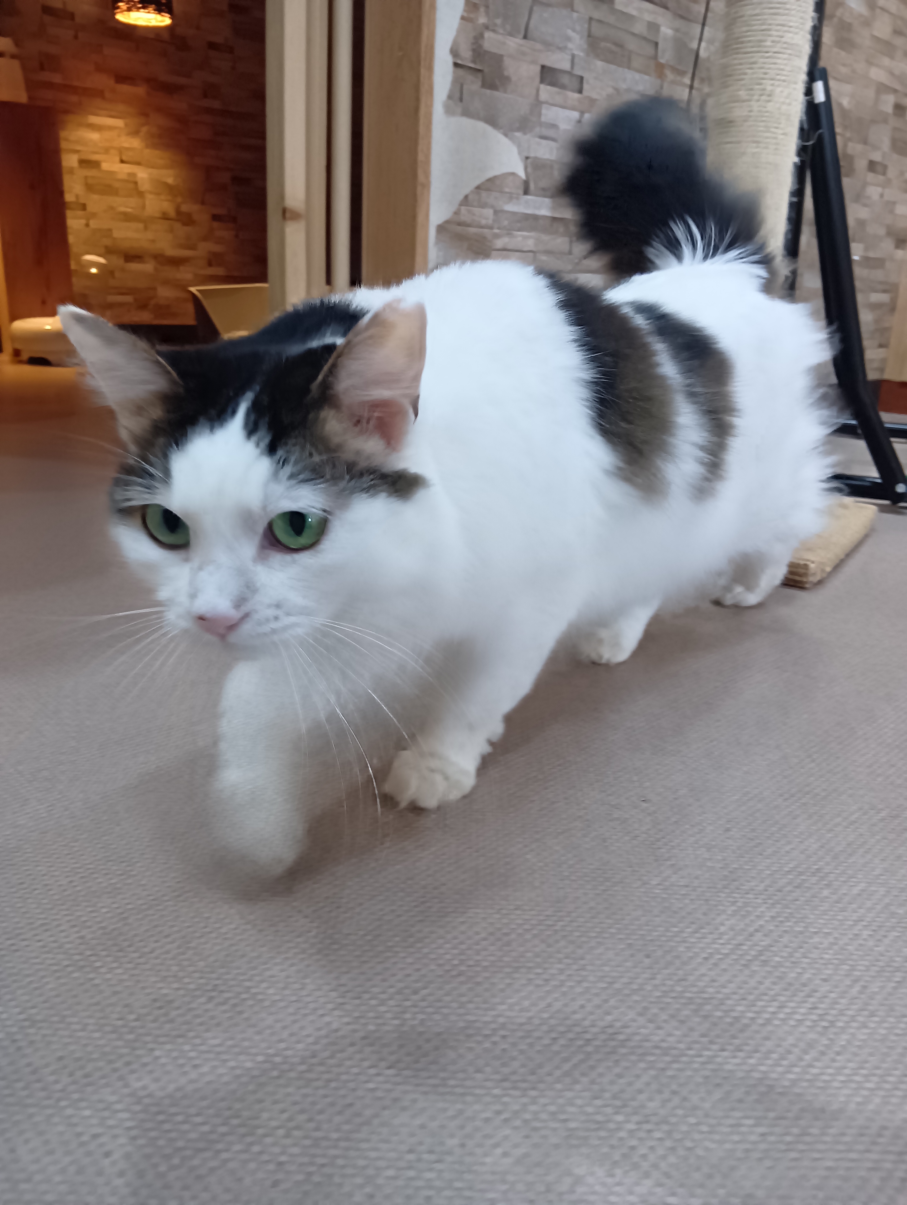 猫の飼育と健康管理