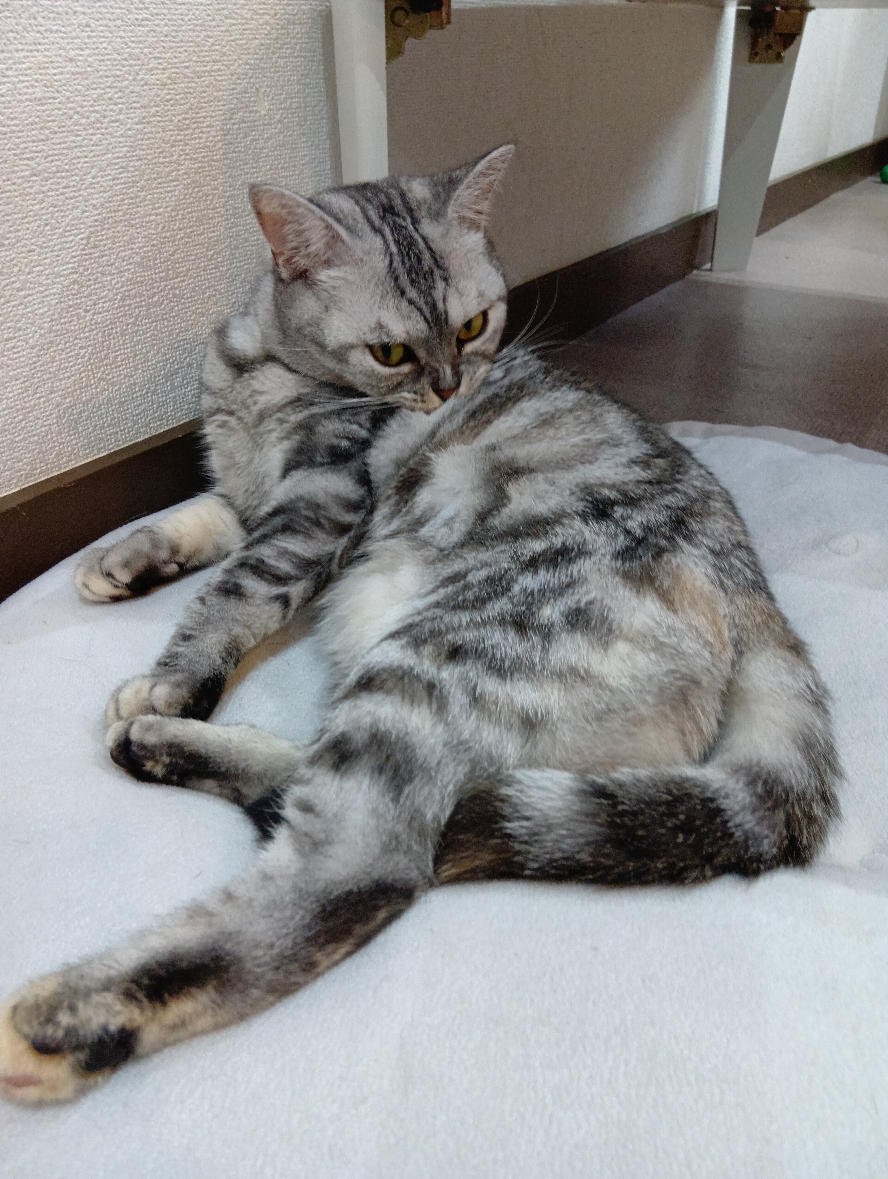 猫との触れ合いを通じて幸せを見つけよう！